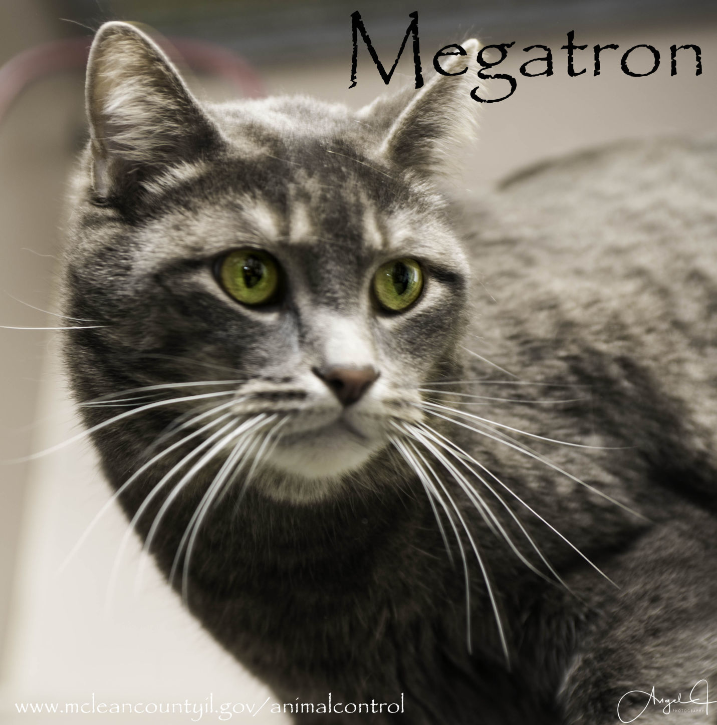 Megatron - McLean County Animal Control